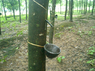 Tapping the Sap from Rubber Plant