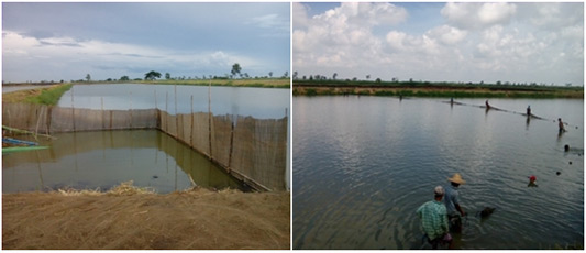 Wide View of the Fish Farms