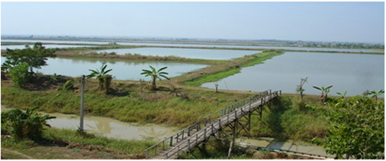 Wide View of the Fish Farms