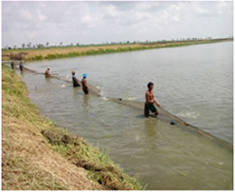 Local Workers are happily tried to catch the fishes with net