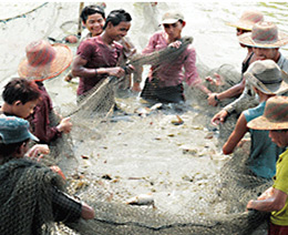 Local Workers are happily tried to catch the fishes with net