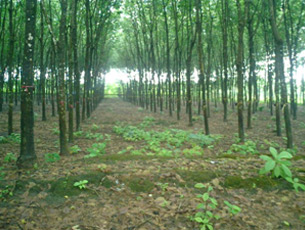 Rubber Plantation Field